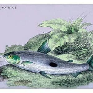 Anopus Notatus by Robert H. Schomburgk - Art Print