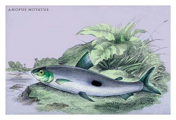 Anopus Notatus by Robert H. Schomburgk - Art Print