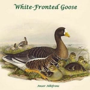 Anser Albifrons - White-Fronted Goose by John Gould - Art Print