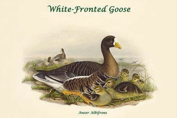 Anser Albifrons - White-Fronted Goose by John Gould - Art Print