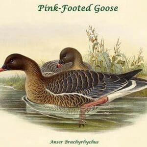 Anser Brachyrhychus - Pink-Footed Goose by John Gould - Art Print