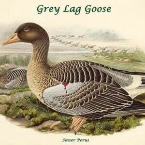 Anser Perus - Grey Lag Goose by John Gould - Art Print