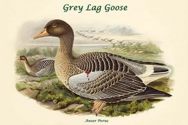 Anser Perus - Grey Lag Goose by John Gould - Art Print