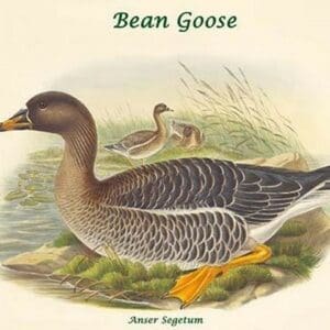 Anser Segetum - Bean Goose by John Gould - Art Print