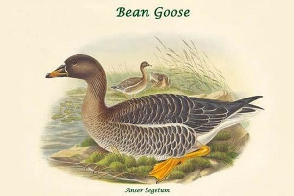 Anser Segetum - Bean Goose by John Gould - Art Print