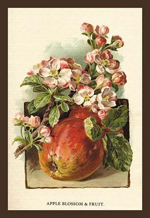 Apple Blossom & Fruit by W.H.J. Boot - Art Print