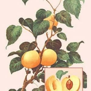 Apricots - Art Print