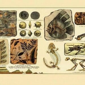 Aquatic Fossils #2 - Art Print