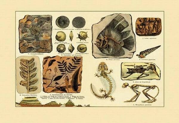 Aquatic Fossils #2 - Art Print