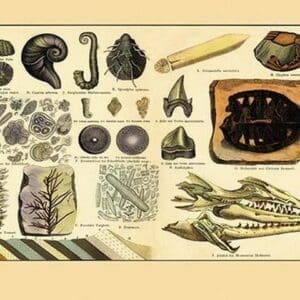 Aquatic Fossils - Art Print