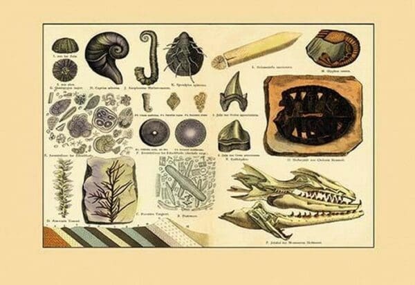 Aquatic Fossils - Art Print