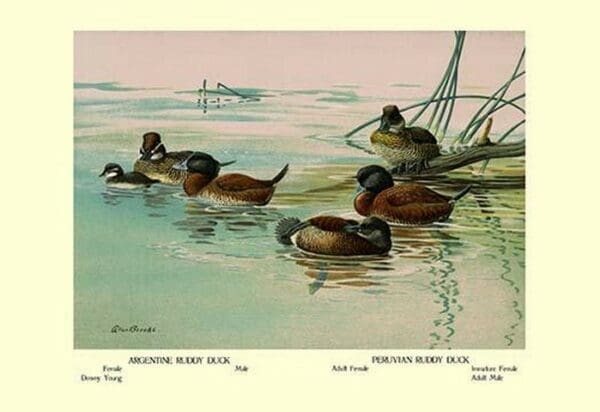 Argentine and Peruvian Ruddy Ducks by Allan Brooks - Art Print