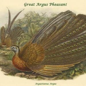 Argustianus Argus - Great Argus Pheasant by John Gould - Art Print