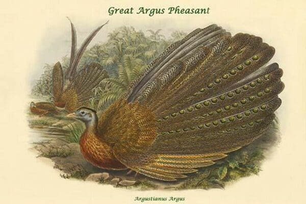 Argustianus Argus - Great Argus Pheasant by John Gould - Art Print