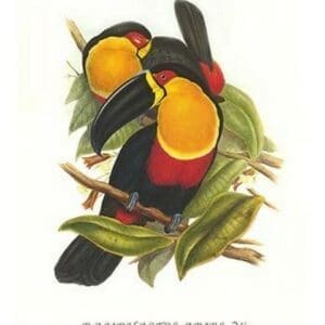 Ariel Toucan by John Gould #2 - Art Print