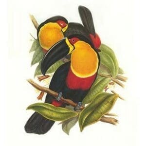 Ariel Toucan by John Gould - Art Print