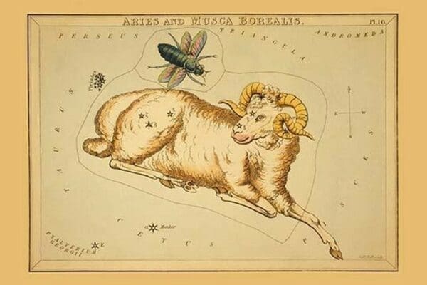 Aries and Musca Borealis by Aspin Jehosaphat - Art Print