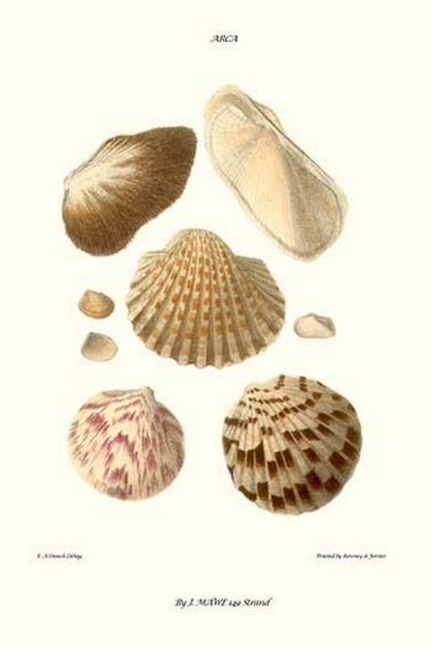 Ark Shells By John Mawe - Art Print