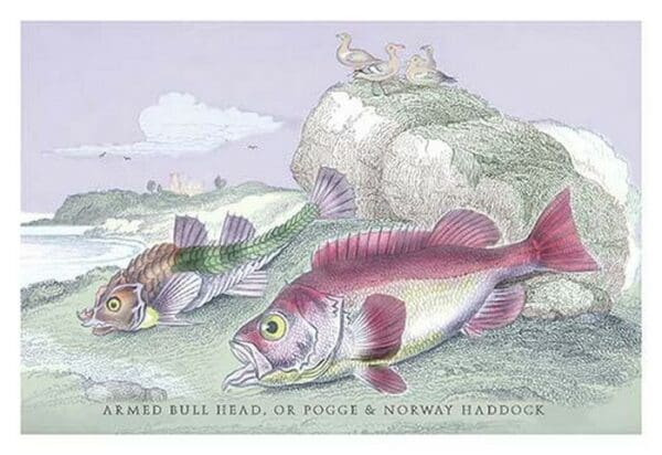 Armed Bull Head or Pogge & Norway Haddock by Robert Hamilton - Art Print