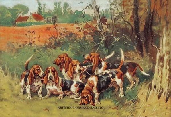 Artesien Normand Bassets by Baron Karl Reille - Art Print