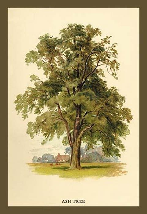 Ash Tree by W.H.J. Boot - Art Print