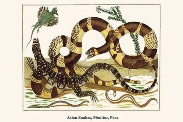 Asian Snakes