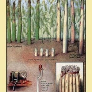 Asparagus - Art Print