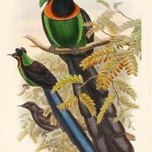 Astrapia Nigra - Gorget Paradise-Bird by John Gould - Art Print