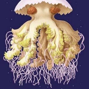 Astro-Jellyfish by Ernst Haeckel - Art Print