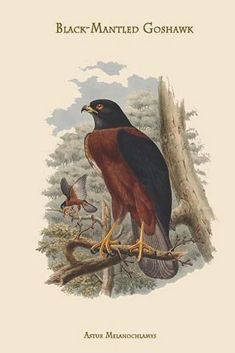 Astur Melanochlamys - Black-Mantled Goshawk by John Gould - Art Print