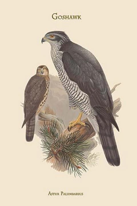 Astur Palumbarius - Goshawk by John Gould - Art Print