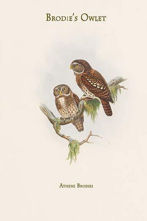 Athene Brodiei - Brodie's Owlet by John Gould - Art Print