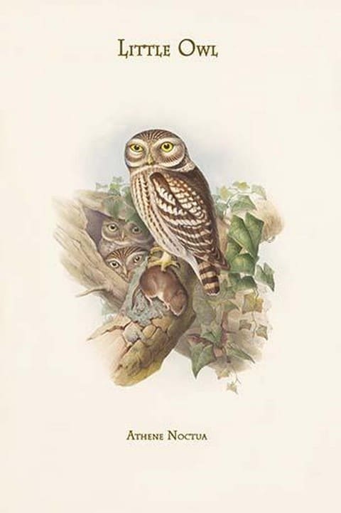 Athene Noctua - Little Owl by John Gould - Art Print