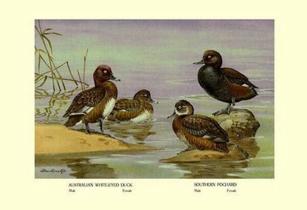 Australian White-Eyed and Southern Pochard Ducks by Allan Brooks - Art Print