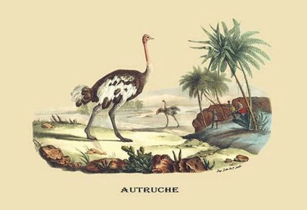 Autruche (Ostrich) by E. F. Noel - Art Print