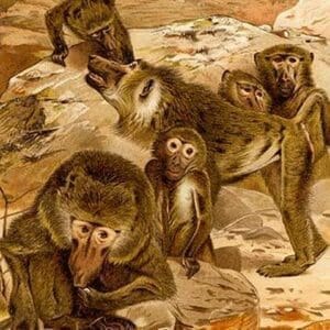 Baboon Family by Friedrich Wilhelm Kuhnert - Art Print