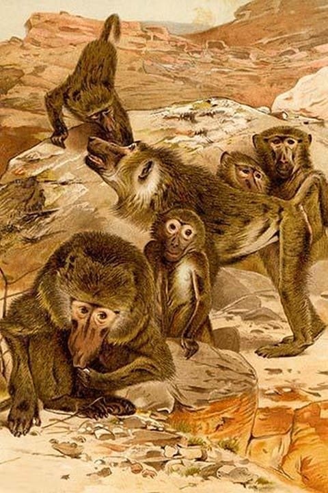 Baboon Family by Friedrich Wilhelm Kuhnert - Art Print