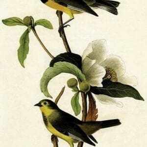 Bachman's Swamp Warbler by John James Audubon - Art Print