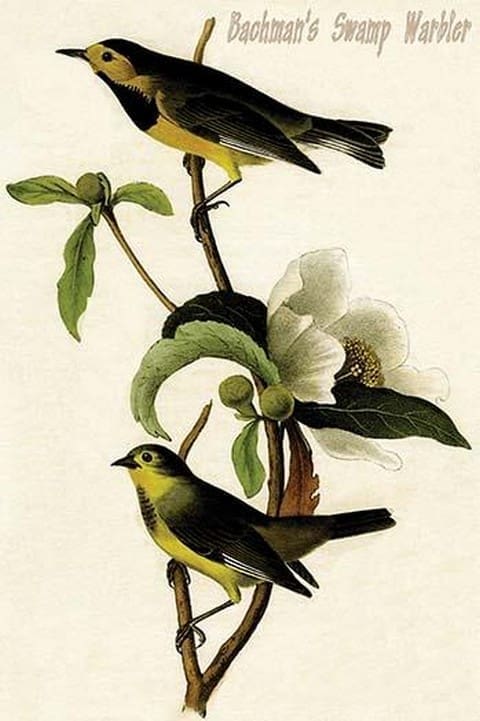 Bachman's Swamp Warbler by John James Audubon - Art Print