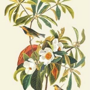 Bachman's Warbler by John James Audubon - Art Print