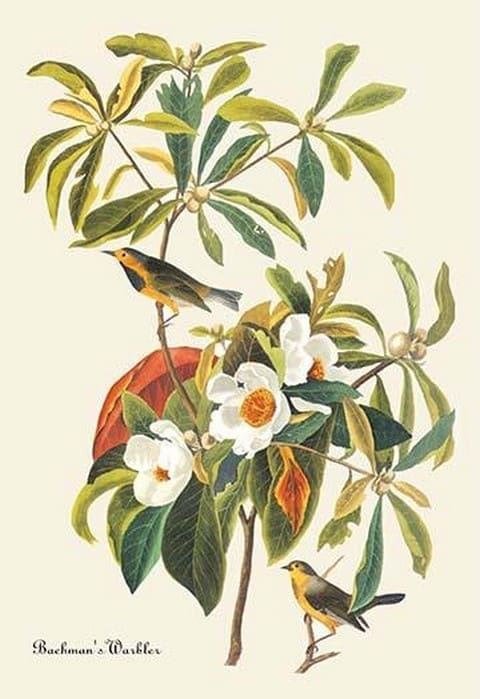 Bachman's Warbler by John James Audubon - Art Print