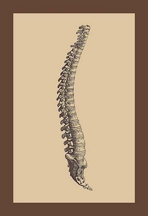 Backbone by Andreas Vesalius - Art Print