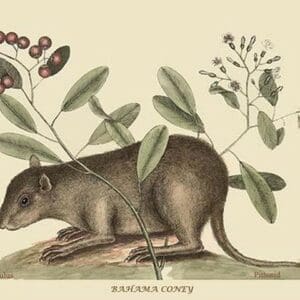 Bahama Coney by Mark Catesby #2 - Art Print