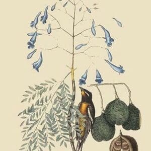 Bahama Finch by Mark Catesby #2 - Art Print