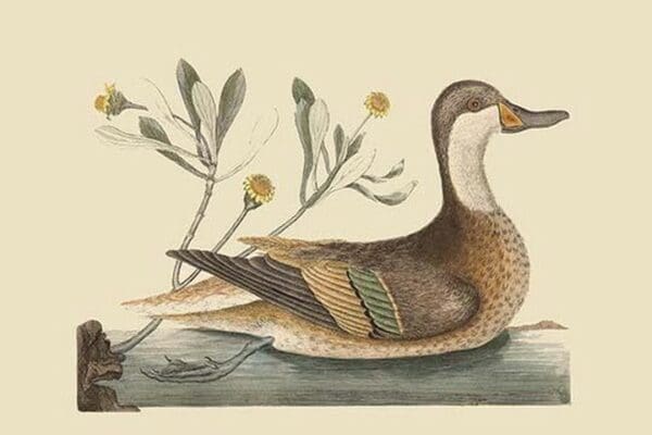 Bahama or Hathera Duck by Mark Catesby - Art Print