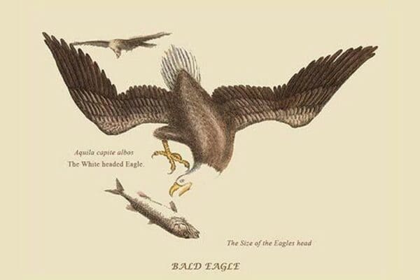 Bald Eagle by Mark Catesby #2 - Art Print