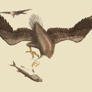 Bald Eagle by Mark Catesby - Art Print