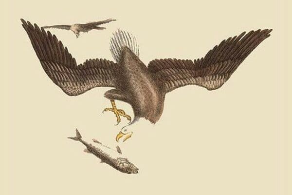 Bald Eagle by Mark Catesby - Art Print