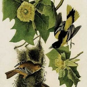 Baltimore Oriole by John James Audubon - Art Print