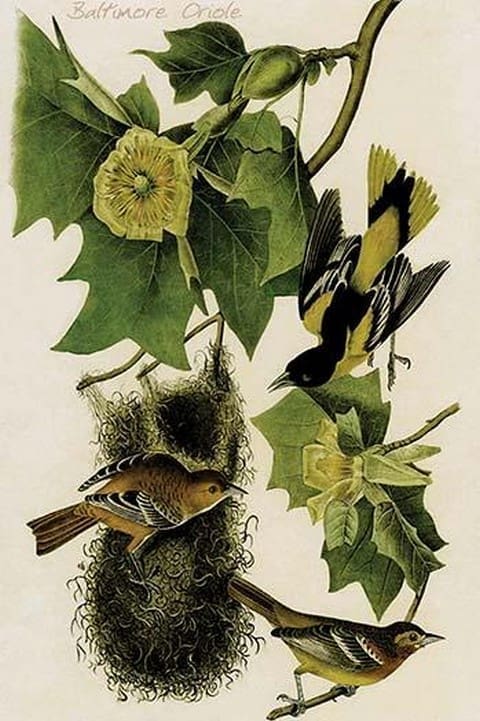 Baltimore Oriole by John James Audubon - Art Print